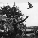 pigeons-WWI-Lower East Side History Project